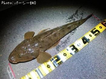 ¥Õ¥é¥Ã¥È¥Ø¥Ã¥É