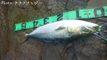 イナダ