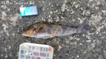 �����ʥ�