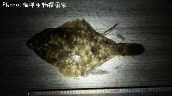 ¥Þ¥³¥¬¥ì¥¤