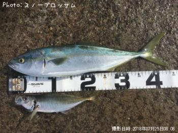 ���ʥ��ȥ���