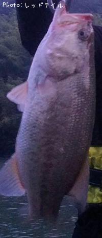 �֥�å��Х�