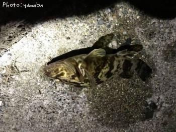 �����Υ���Х�