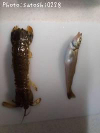 ¥¥¹¡õ¥·¥ä¥³