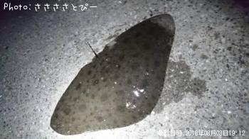 �ĥХ�����������������