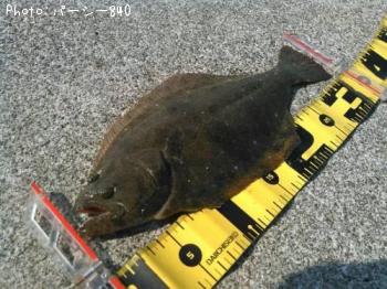 �ҥ��ʥ�����