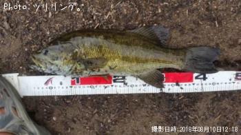 ¥¹¥â¡¼¥ë¥Þ¥¦¥¹¥Ð¥¹