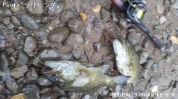 ���⡼��ޥ����Х�