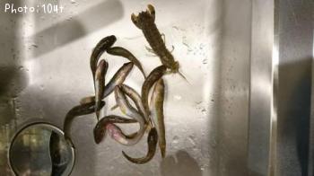 �ϥ������㥳