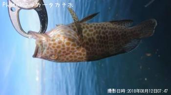 �������ϥ�