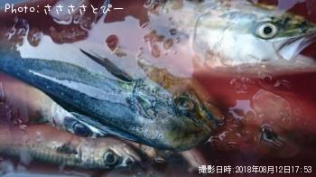 ¥·¥¤¥é¡õ¡¡¥¤¥Ê¥À¡õ¥µ¥Ð¡¡