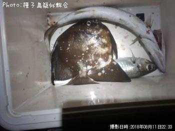 ¥Ä¥Ð¥á¥¦¥ª