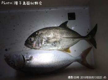 ¥®¥ó¥¬¥á¥¢¥¸