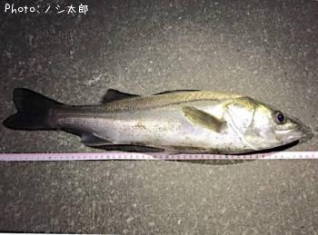 ¥¹¥º¥¡¡¡Ê¥Õ¥Ã¥³¡Ë