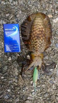 �����ꥤ��