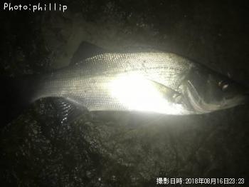 ¥Ò¥é¥»¥¤¥´