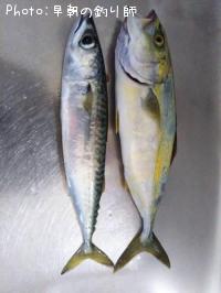 �參��������