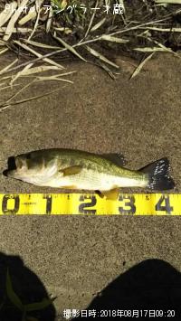 �֥�å��Х�