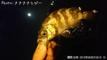 �᥸�ʡ���Х�������Х����������勵�ꥬ��