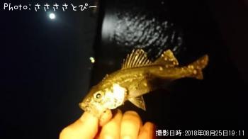 �᥸�ʡ���Х�������Х����������勵�ꥬ��