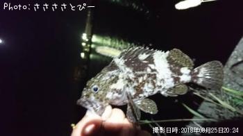 �᥸�ʡ���Х�������Х����������勵�ꥬ��