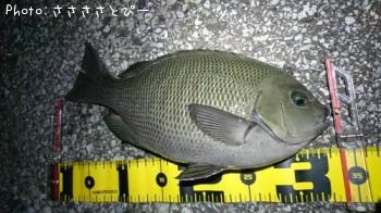 �᥸�ʡ���Х�������Х����������勵�ꥬ��