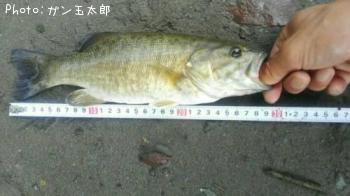 ���⡼��ޥ����Х�