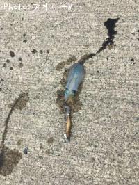 ¥¢¥ª¥ê¥¤¥«