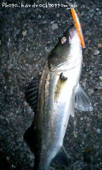 �����Х�