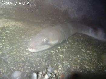 ���ꥢ�ʥ�