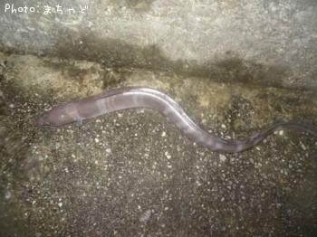 ���ꥢ�ʥ�