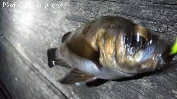 ¥á¥Ð¥ë