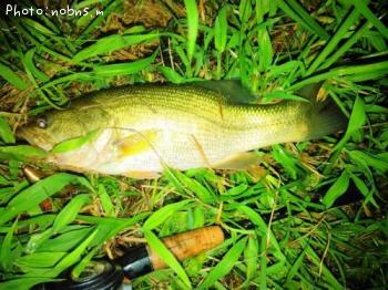 ¥Ö¥é¥Ã¥¯¥Ð¥¹