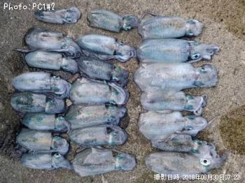 ¥¢¥ª¥ê¥¤¥«