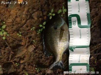 ¥Ö¥ë¡¼¥®¥ë