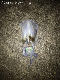 ¥¢¥ª¥ê¥¤¥«