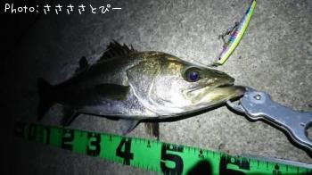 �����Х�