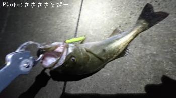 �����Х�