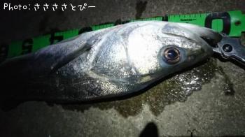 �����Х�