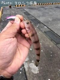 ¥ê¥å¥¦¥°¥¦¥Ï¥¼