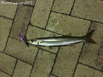 �������ޥ�