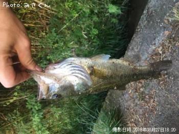 �֥�å��Х�