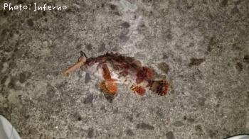 �������Х�