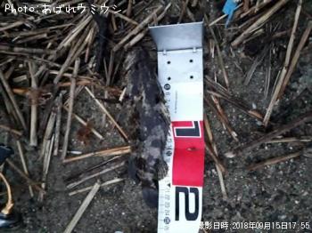 ¥¿¥±¥Î¥³¥á¥Ð¥ë