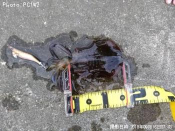 �����ꥤ��