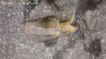 ¥¢¥ª¥ê¥¤¥«