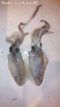 ¥¢¥ª¥ê¥¤¥«