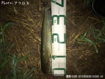 �ޥʥޥ�