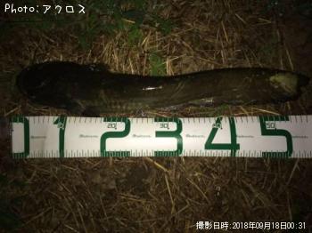 �ޥʥޥ�