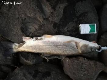 ¥Þ¥ë¥¿¥¦¥°¥¤